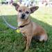 Poppy, who is a chihuahua mix from Manchester, sits in the shade of a tent during the Walk and Wag fundraiser for the Humane Society of Huron Valley at Rolling Hills Park on Saturday morning. Angela J. Cesere | AnnArbor.com