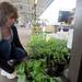 Manchester resident Sherry Green tries to decide what plant to buy at the Ann Arbor Farmer's Market. Angela J. Cesere | AnnArbor.com