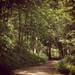 The sun shines through the trees along a path at Nicholas Arboretum. (klevrgirl)
