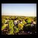 The Ann Arbor skyline turns green as summer nears. (margaritaazucar) 