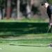 Pioneer's Davis Argersinger putts on the 10th hole during the golf match at the University of Michigan golf course Wednesday May, 1.
Courtney Sacco I AnnArbor.com   