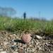 A seed bomb sits on Ypsilanti's Water Street property after residents fired off a number of them.
Courtney Sacco I AnnArbor.com 