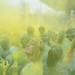 Runners throw colored powder up in the air as they celebrate in Riverside Park after completing The Color Run in Ypsilanti, Saturday May 11.
Courtney Sacco I AnnArbor.com 