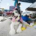 A dog relics in the shade during the "adopt-a-thon" held at Petco in Ann Arbor, Saturday, July 20.
Courtney Sacco I AnnArbor.com  