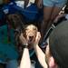 Jesse Jones pets the dog he has applied to adopt during the "adopt-a-thon" held at Petco in Ann Arbor, Saturday, July 20.
Courtney Sacco I AnnArbor.com  