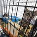 Kittens hope to be adopted during an "adopt-a-thon" at Petco in Ann Arbor, Saturday, July 20.
Courtney Sacco I AnnArbor.com  