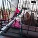 2-year-old Audrey Metropulos of  looks at kittens during an "adopt-a-thon" at Petco in Ann Arbor, Saturday, July 20.
Courtney Sacco I AnnArbor.com  