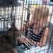 5-year-old Jazlyn Zaszczurynski of Tecumseh looks at a cat during an "adopt-a-thon" at Petco in Ann Arbor, Saturday, July 20.
Courtney Sacco I AnnArbor.com  