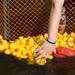 Volunteers hold back the rubber ducks at the end of the race as they collect them all, Sunday, August 18.
Courtney Sacco I AnnArbor.com   