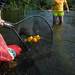 Volunteers catch run-away rubber ducks in nets as they clean up after the Ypsilanti Heritage Festival duck race, Sunday, August 18.
Courtney Sacco I AnnArbor.com   