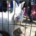 A bunny at the petting zoo at the Ann Arbor Jaycees Easter Egg Scramble in Buhr Park on Saturday, March 30. Animals were provided by the Whispering Pines Mobile Zoo. Daniel Brenner I AnnArbor.com