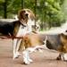 Lucy (left), Dulcinea (center) and Earl (right) hang out on the U-M campus on Monday. Daniel Brenner I AnnArbor.com