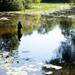 Seattle resident Kristen Kozak fly fishes in the water during Huron River Dat on Sunday, July 14. Daniel Brenner I AnnArbor.com