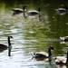 Ducks swim in the water at Gallup Park during Huron River Day on Sunday, July 14. Daniel Brenner I AnnArbor.com