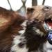 A stuffed wolverine at a tailgate on Saturday. Daniel Brenner I AnnArbor.com