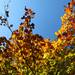 Fall is kicked in to gear with the tree's leaves changing at Parker Miller Park in Washtenaw County. Jeff Sainlar I AnnArbor.com