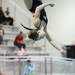 Lina Davis shows off a dive as divers from Pioneer, Huron, and Saline participated in diving regionals at Pioneer High School November 15, 2011. Jeff Sainlar I AnnArbor.com