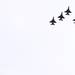 Four F-16's fly over before the game as the University of Michigan took on Nebraska at Michigan Stadium Saturday November 19, 2011. Jeff Sainlar I AnnArbor.com