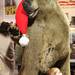 Luke Peterson,4, hangs out with a bear at the Chelsea Teddy Bear Co after the seventh annual Chelsea Light Parade took place down Main Street featuring dozens of lighted floats and vehicles, marching bands and Santa Claus. The parade started at Chelsea State Bank and ended at the Chelsea Teddy Bear Company Saturday  December 3, 2011. Jeff Sainlar I AnnArbor.com